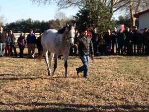 New sire Despite the Odds, a son of Speightstown, struts his stuff at the Heritage Stallions open house.  Photo The Racing Biz.