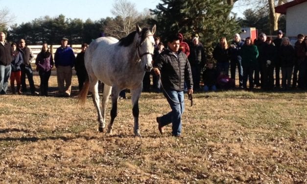 Virginia Thoroughbred Association aims for its best stallion season auction