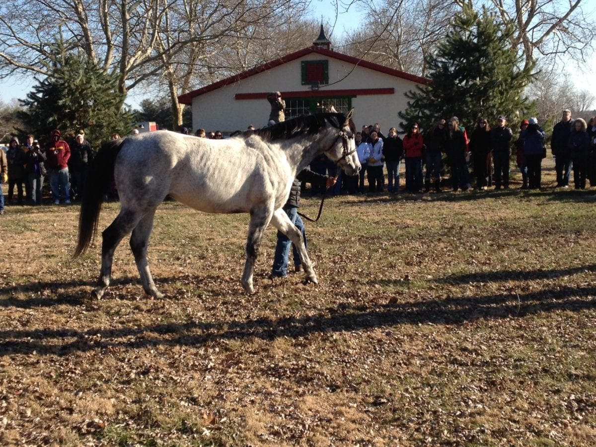 Maryland breeding, poised between past and future