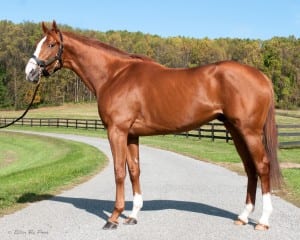 Freedom Child, standing at Country Life Farm, is one of the region's new sires.  Photo by Ellen Pons.