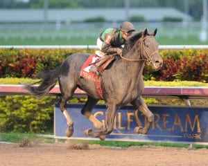 Virginia-bred Just Call Kenny and New Jersey-based Joe Bravo upset the Spectacular Bid on Saturday at Gulfstream.  Photo Lauren King.