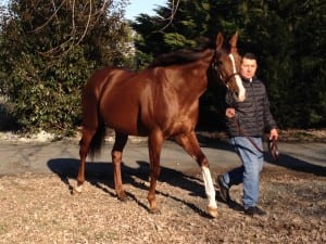 Plan, a son of Storm Cat, won nearly $200,000 in his brief racing career.  Photo by The Racing Biz.