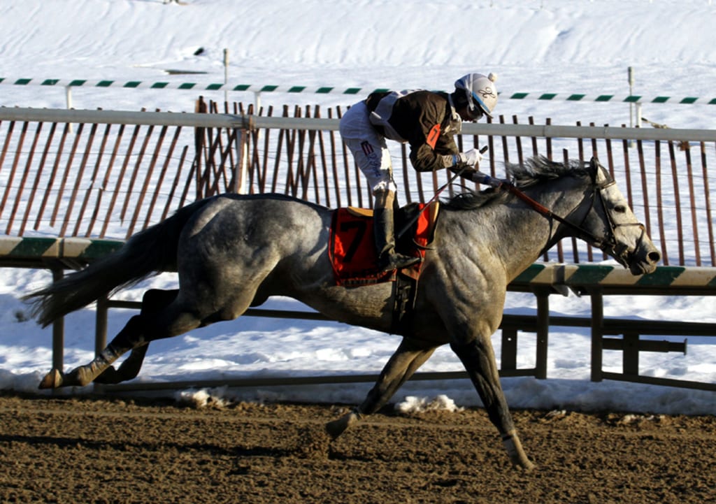 Bandbox, here winning the Grade 3 General George at Laurel Park in 2014, is one of the stallions available in the VTA auction. Photo by Laurie Asseo.