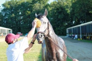 Paddy O'Prado, here getting a bath, liked Colonial so much he stayed for a while and won two races.  Photo by Nick Hahn.