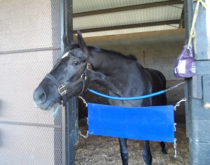 The equine Camille Claudel, somewhat less tempestuous than her human namesake. Photo by Teresa Genaro.