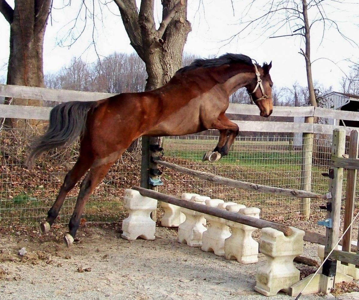 X marks the spot for this retired Thoroughbred