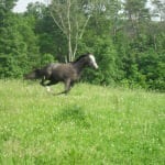 X marks the spot for this retired Thoroughbred