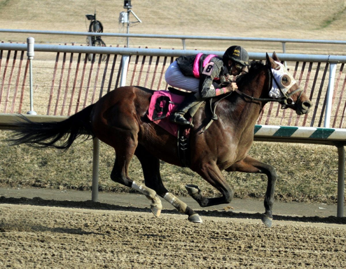 Kid Cruz aiming for Pimlico Special