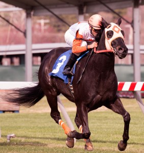 Ben's Cat wins the Mister Diz.  Photo by Jim McCue, Maryland Jockey Club.