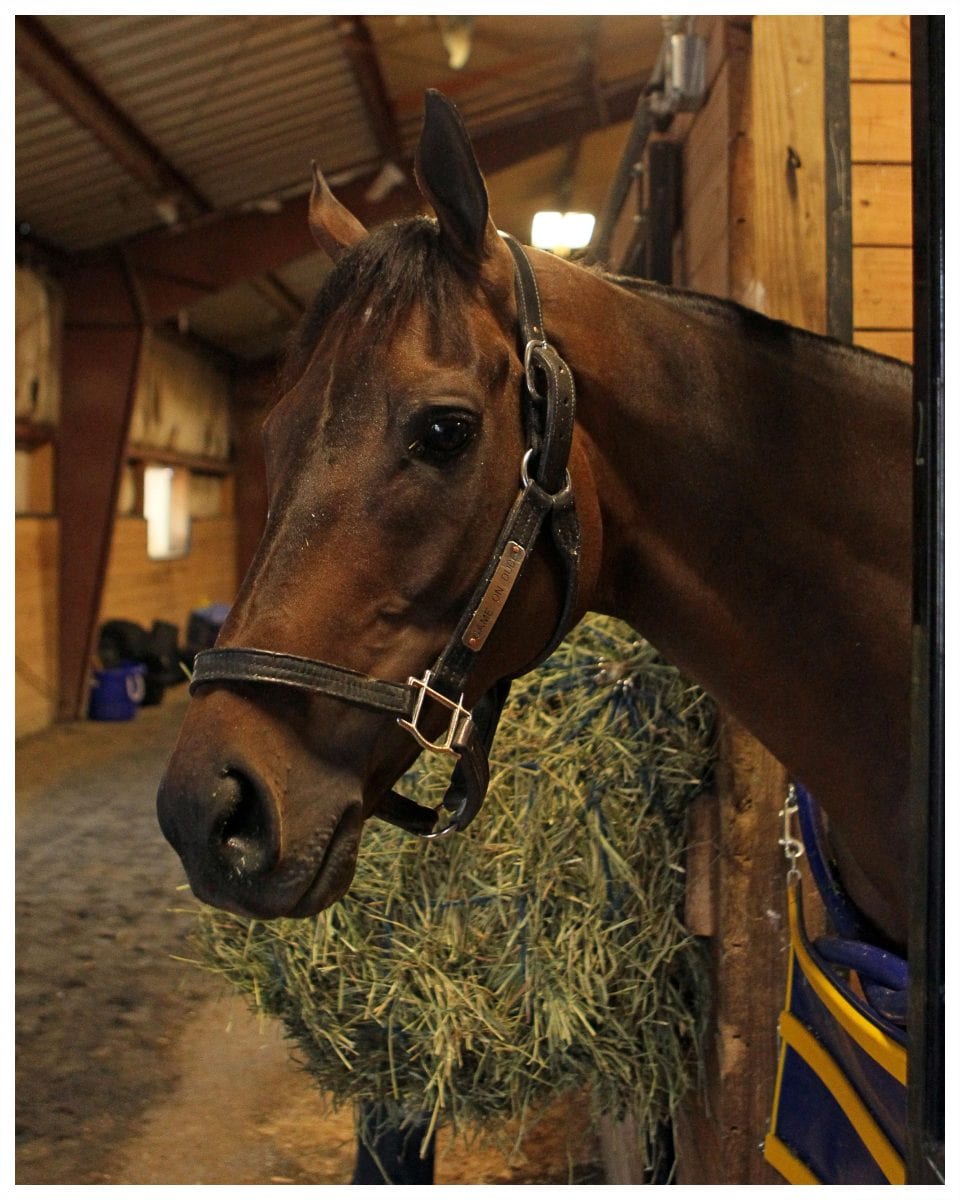 Game on Dude arrives to defend in Charles Town Classic