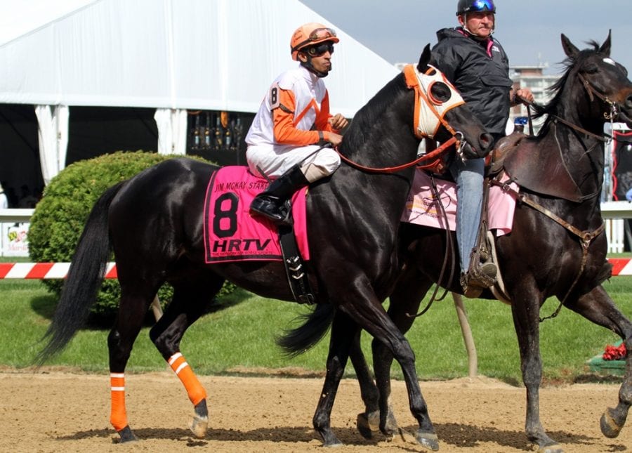 Ben's Cat before the 2014 Jim McKay Turf Sprint. Photo by Laurie Asseo.