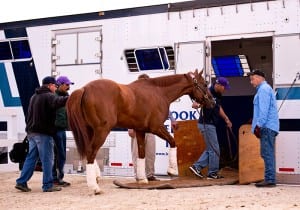 California Chrome boards the van for Belmont and, perhaps, history. Photo by Jim McCue, Maryland Jockey Club.