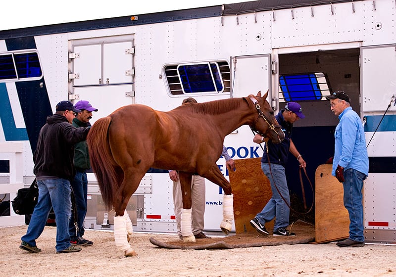 California Chrome heads to Belmont