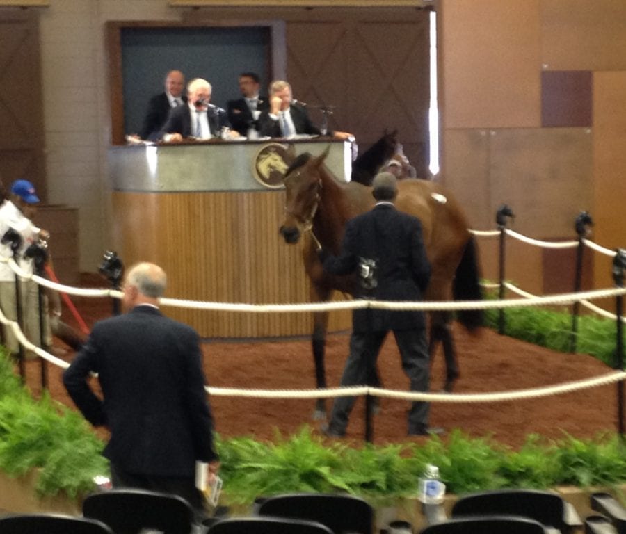 More Midlantic-breds change hands at Fasig-Tipton sale