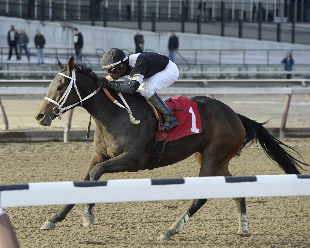 Joint Return in the 2014 Busher.  Photo by Joe Labozzetta, NYRA.