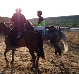 Taptowne heads into the sunset after being scratched from the Mountainview Handicap. Photo by The Racing Biz.