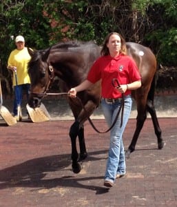 Hip 562, a Hard Spun colt, brought $34,000.