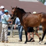 Dark Hollow Farm takes home top prize at MHBA Yearling Show