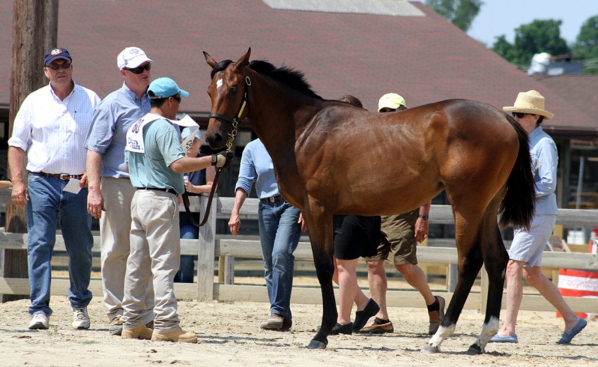 Dark Hollow Farm takes home top prize at MHBA Yearling Show