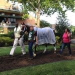 Handicapping the Breeders’ Cup handicappers
