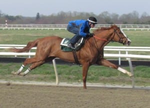 Pixie Dust stretches her legs in a morning work. Photo by Fenneka Bentley.