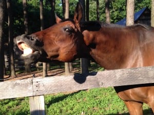 Spooky Mulder sure is partial to peppermints. Photo by Teresa Genaro.