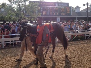 Untapable was the star of the show before the Haskell. Photo by The Racing Biz.