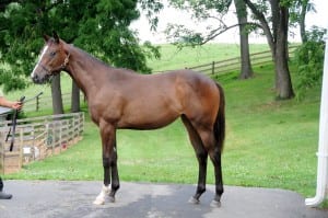 Cottle's Harlan's Holiday filly is "typey and compact," says Mark Reid. Photo courtesy of Walnut Green.