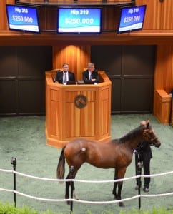 Hip 310, which Marshall Silverman consigned,  sold at Fasig Tipton NY Bred sale for $250,000. Photo courtesy of Fasig-Tipton.