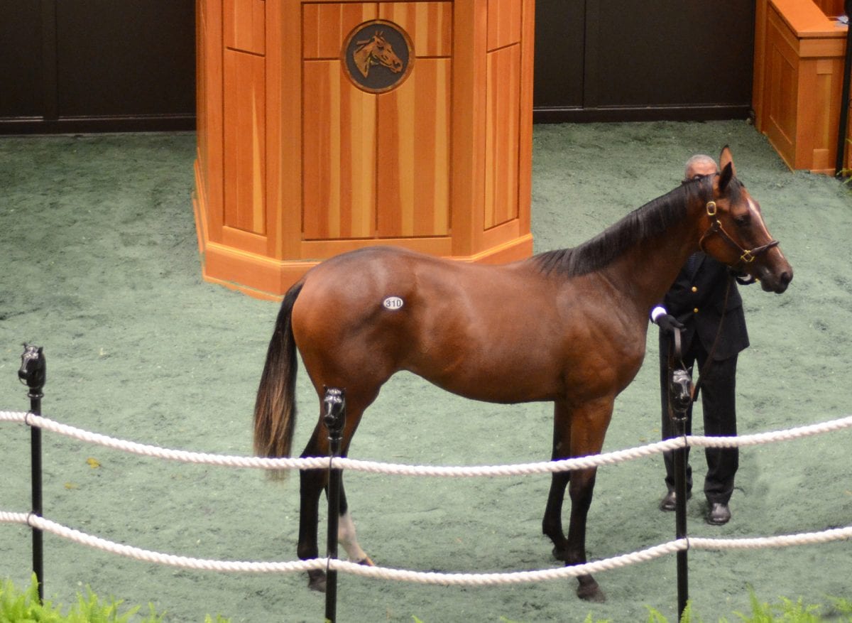 Fasig-Tipton sale by the numbers