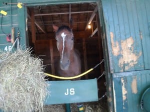 Razzle Jazil checked out the world in the days following his Saratoga win. Photo by Teresa Genaro.