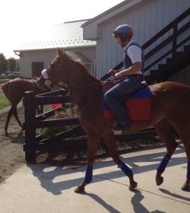 mainsequence