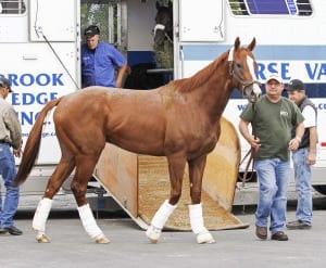 California Chrome arrives at Parx Racing ahead of Saturday's Grade 2 Pennsylvania Derby. Photo By Nikki Sherman/EQUI-PHOTO