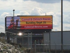 There's no Thoroughbred racing at Colonial, but there are...  Photo by Nick Hahn.