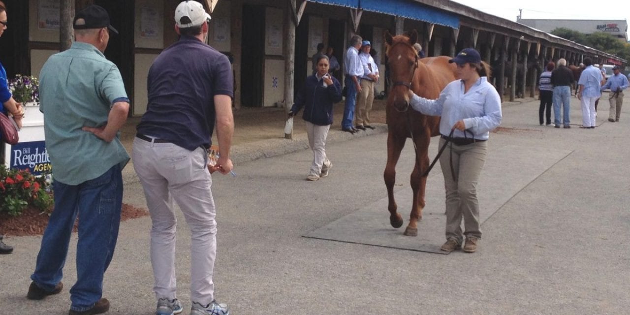 Kip Elser, turning gawky yearlings into sale toppers