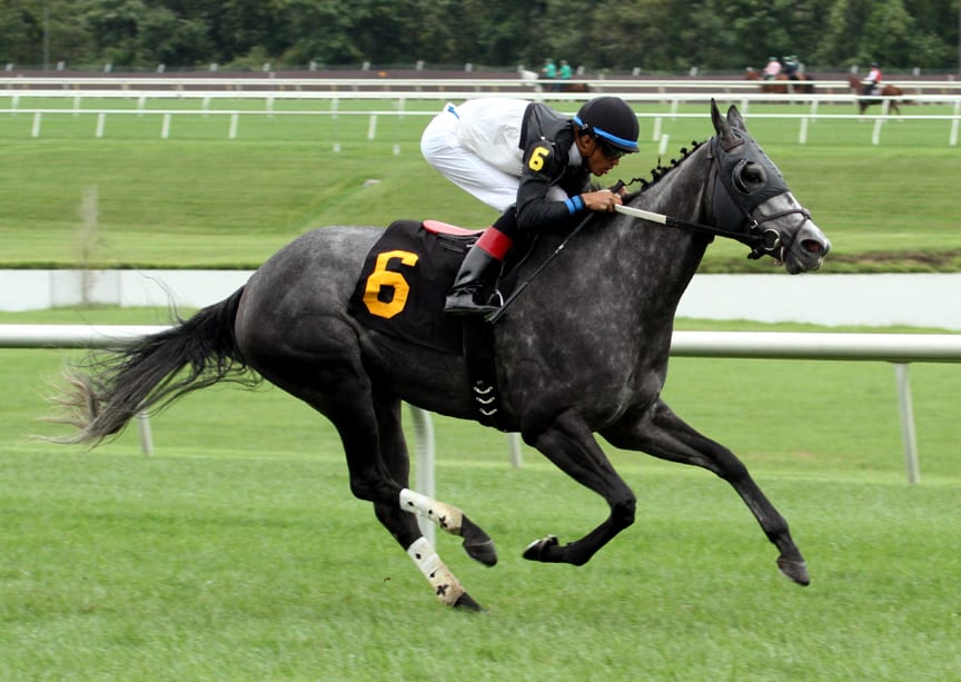 Heaven Knows What wins the Oakley at LRL. Trained by Michael Trombetta for R. Larry Johnson. Bred in Virginia by R. Larry Johnson. Photo by Laurie Asseo.