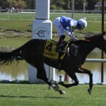 Yearend Gallery: Graded stakes stars
