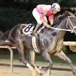 Fate or fortune, Nicky’s Brown Miss takes trainer on magic ride