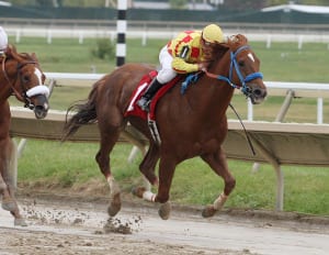 Winning Image takes the Cornucopia Stakes. Photo by Bill Denver / Equi-Photo.