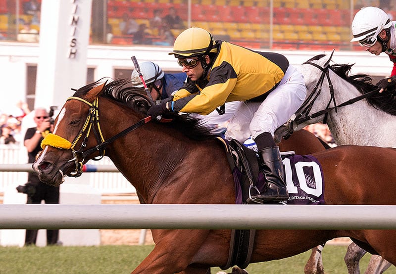 Bear Access (Gators N Bears-Media Access, by Devil's Bag). T: Larry Murray. O: Howard Bender. B: Sondra and Howard Bender. (MD). Photo by Jim McCue, Maryland Jockey Club.