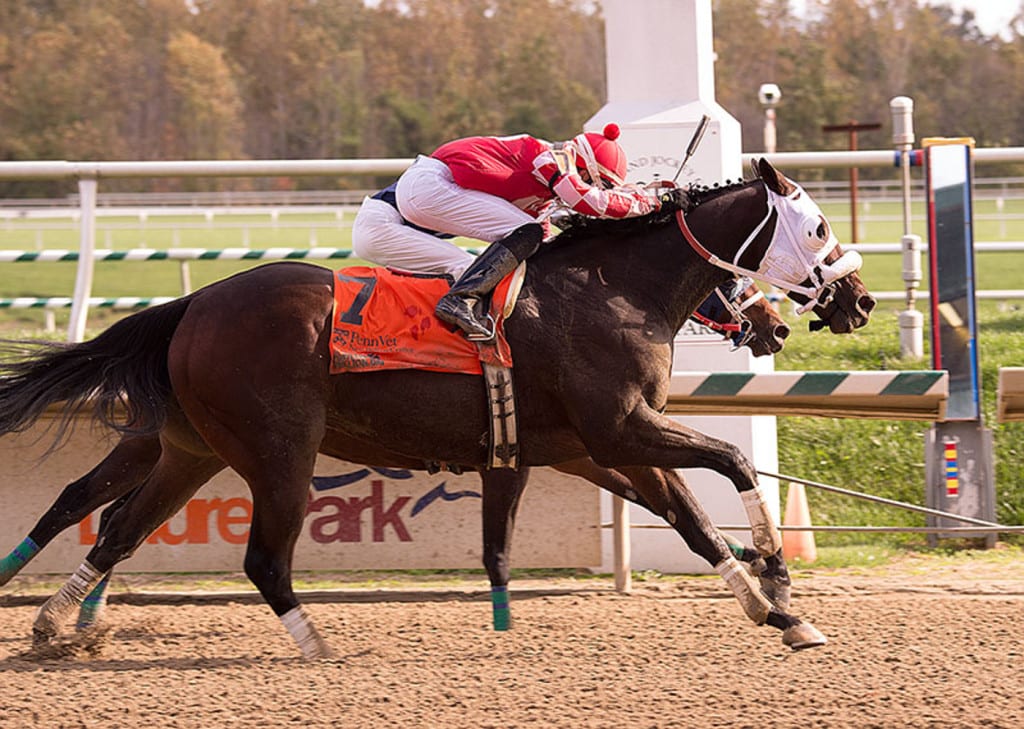 Outbacker is along in time in the Maryland Million Starter Handicap. Photo by Jim McCue, Maryland Jockey Club.