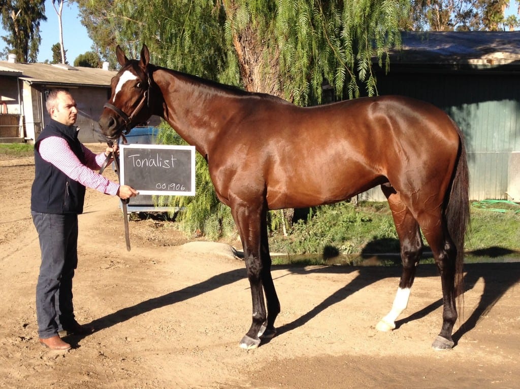 Tonalist at his Santa Anita digs. Photo by Lauren Woolcott.