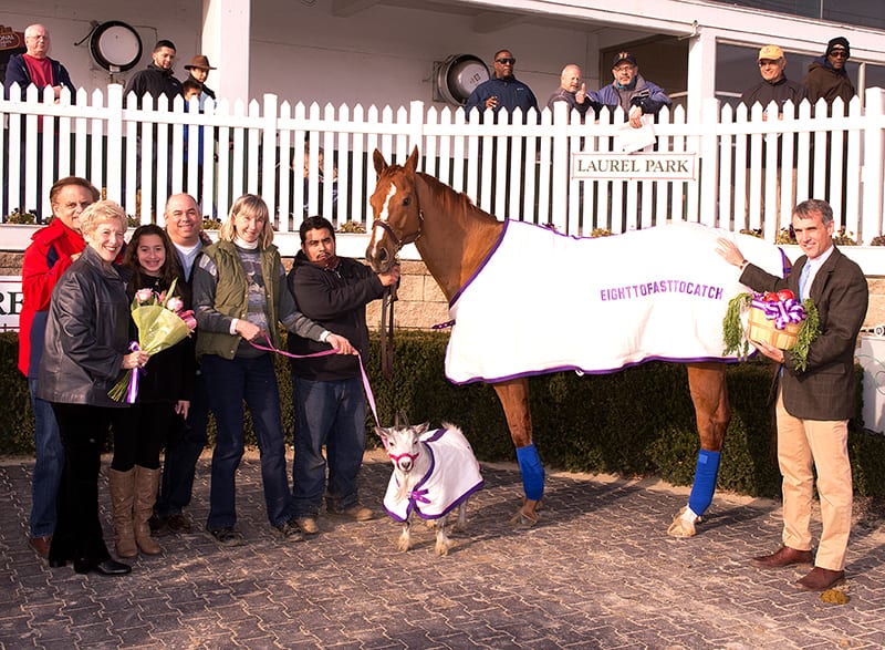 Eighttofasttocatch, and Gigi the goat, were feted Saturday at Laurel. Photo by Jim McCue, Maryland Jockey Club.