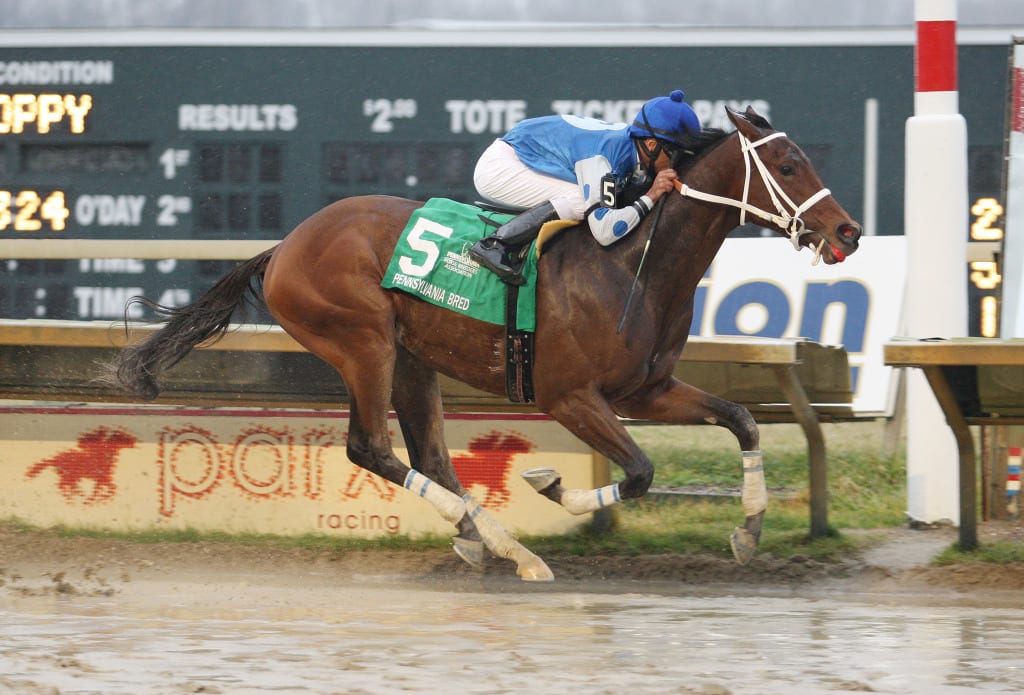 Nasa rolls in the slop to win the Pennsylvania Nursery. Photo By Bill Denver / EQUI-PHOTO