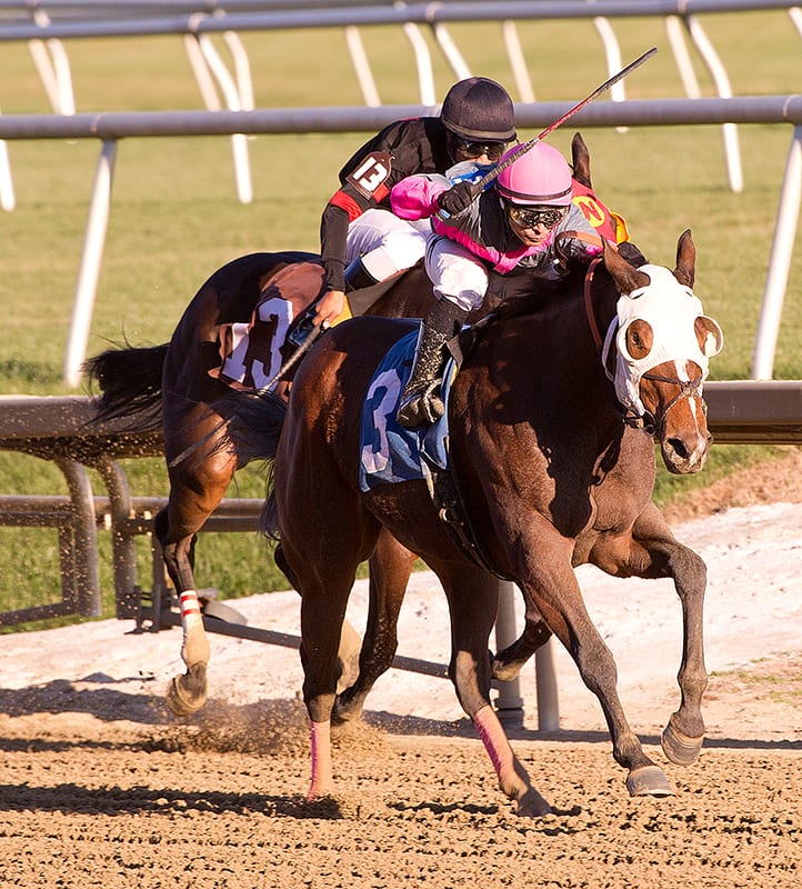 Willa on the Move favorite Lady Sabelia. Photo by Jim McCue, Maryland Jockey Club.