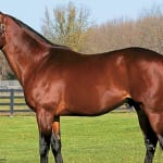 Horse welfare and safety summit set for June 2020