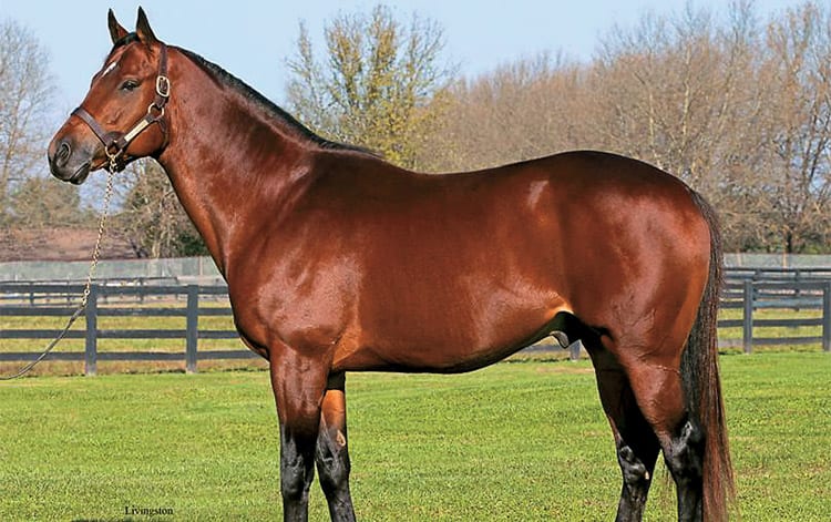 Young sire Street Magician has several weanlings in the sale, and two stakes winners on the ground.  Photo Heritage Stallions.