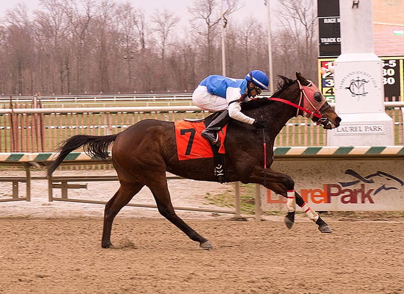 Standing Point . Photo by Jim McCue, Maryland Jockey Club.