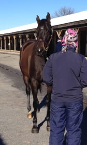 Delaneys Star checks you out. Photo by The Racing Biz.