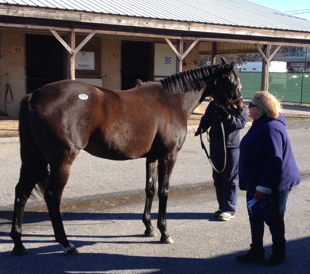 Buyers look over eventual sale-topper Delaneys Star. Photo by The Racing Biz.